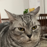 咖喱