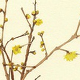 云惜