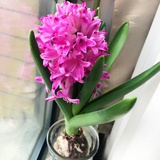 香草糖