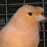 何则梨
