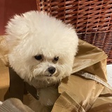布丁