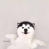 玖