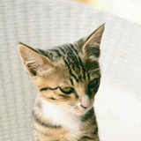 Elio