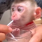猴儿茶叽叽