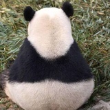 xiappang