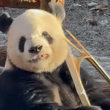 萤火虫飞呀飞