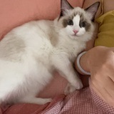 傻壳壳，