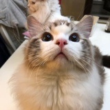 豆豆迷