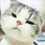 う轩