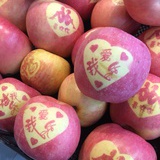 过冬的蚂蚱