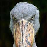 那曾经的尼古拉