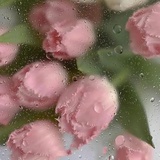奶油绿绿