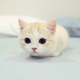 meow