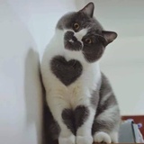 百里白棠