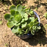 Linda