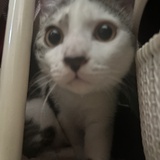 子鱼酱