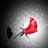 冰心💫燕儿 ✒