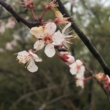 拓爷莉