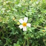 子衿