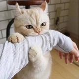 简兮