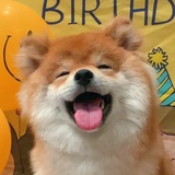 兔子耳朵啊噗