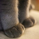 虎皮猫大人