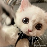 小熊软糖