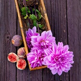 一花一世界