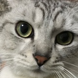 珟