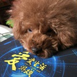 猫的天空