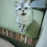 苟