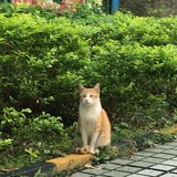 马客厅的狗