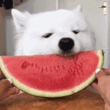 摸上来吃瓜
