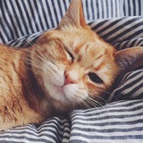 🐱星人圆滚滚
