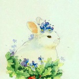 兔儿D🐰