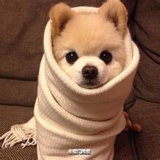 爱皱眉的大脸猫