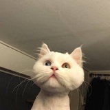 一只鲤鱼