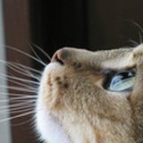 司徒雷猫如燕