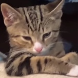 不愿再磕
