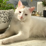 呗弟猫
