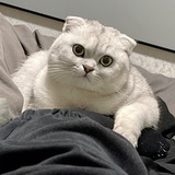 可爱星