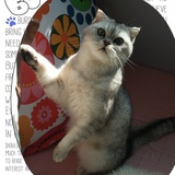 没头脑
