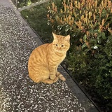 leilei930524