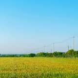 锋度