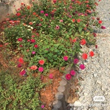 芳芳