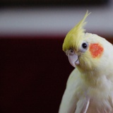 向未