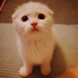 lattecat喝咖啡