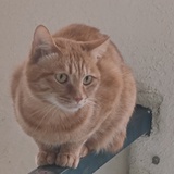 慕慕