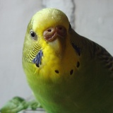 parrot39