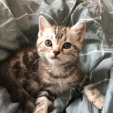 sophia.